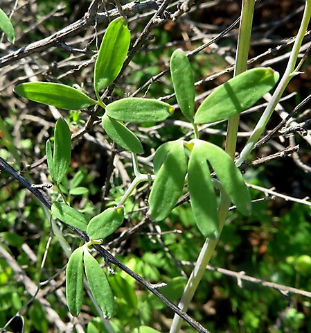 Trigonocapnos lichtensteinii leaves