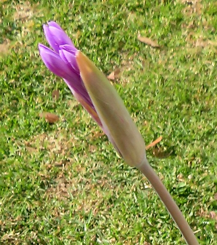 Tulbaghia violacea inflorescence bud