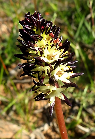 Wurmbea spicata var. spicata showing different anther colours