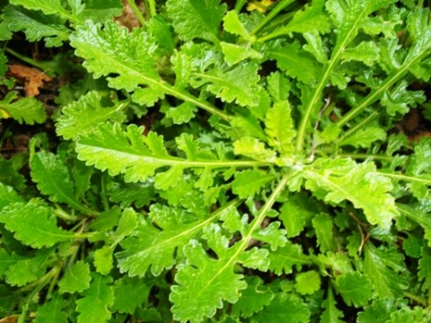 Scabiosa incisa leaves