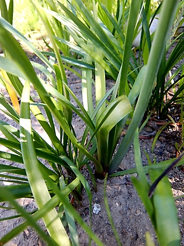 Cyrtanthus elatus leaves and scape