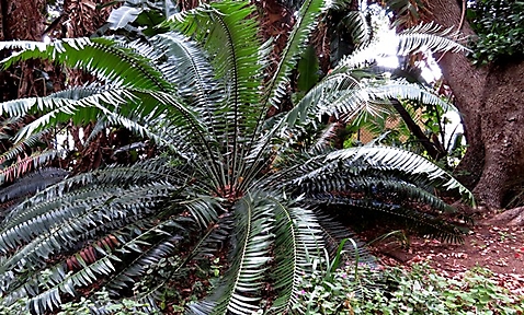 Encephalartos paucidentatus leaves high and low
