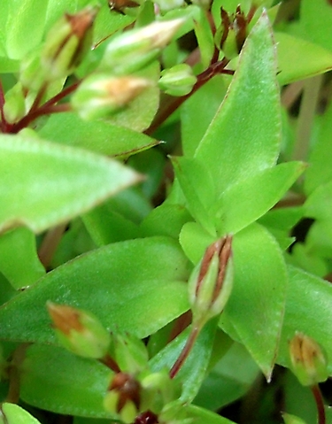 Crassula pellucida subsp. brachypetala leaves
