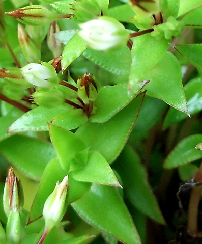 Crassula pellucida subsp. brachypetala buds and old flowers