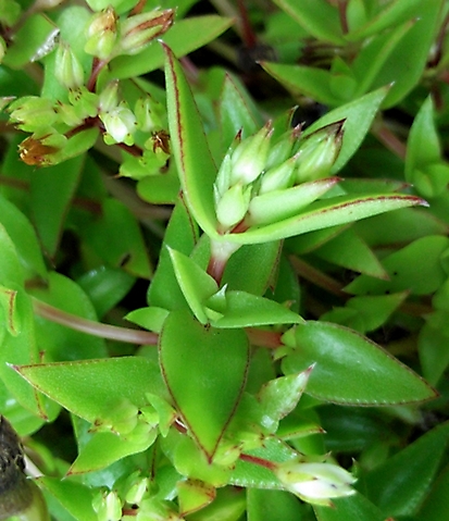 Crassula pellucida subsp. brachypetala stem-tip