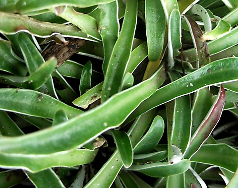 Dymondia margaretae leaves