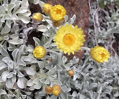 Helichrysum argyrophyllum flowerheads