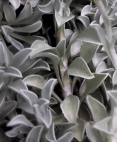 Helichrysum argyrophyllum leaves