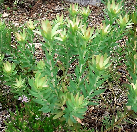 Leucadendron sessile