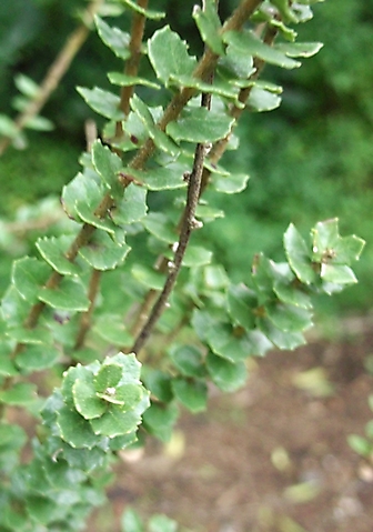 Morella cordifolia