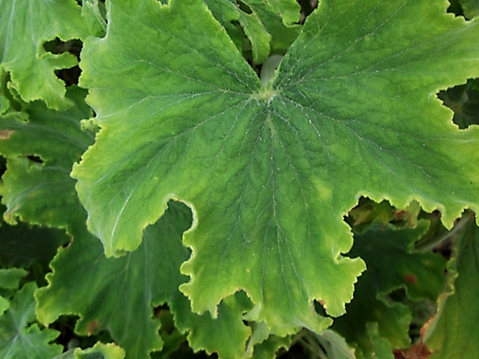 Pelargonium hispidum leaf