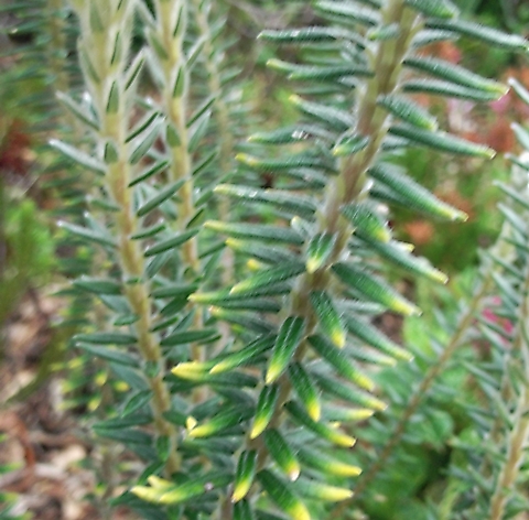 Phylica imberbis var. imberbis leaves