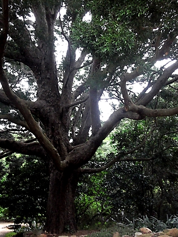 Podocarpus falcatus big branches