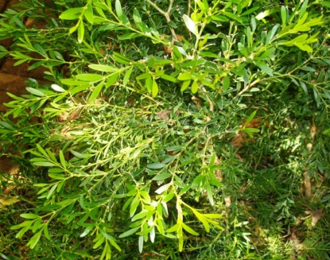 Buxus macowanii
