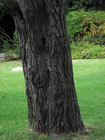 Widdringtonia nodiflora lower trunk