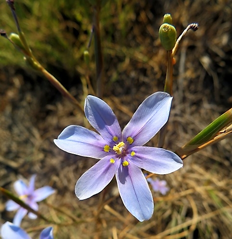 Moraea polyanthos, the bloutulp flower and fruit