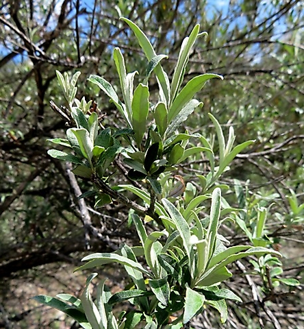 Buddleja saligna leaves