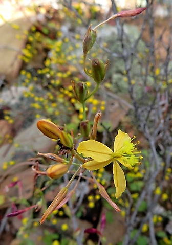 Bulbine succulenta inflorescences