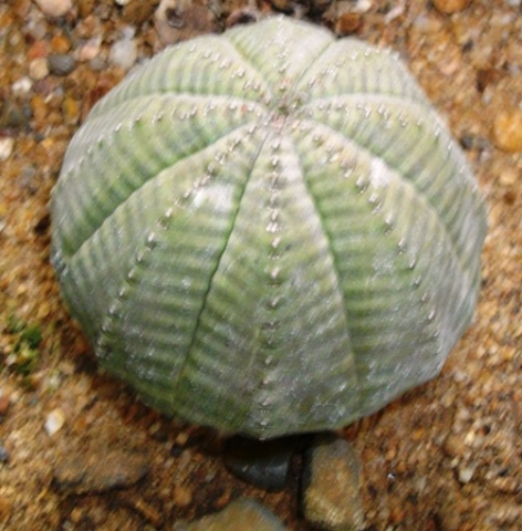 Euphorbia obesa geometrically precise
