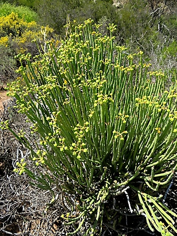 Euphorbia mauritanica bearing many fruit