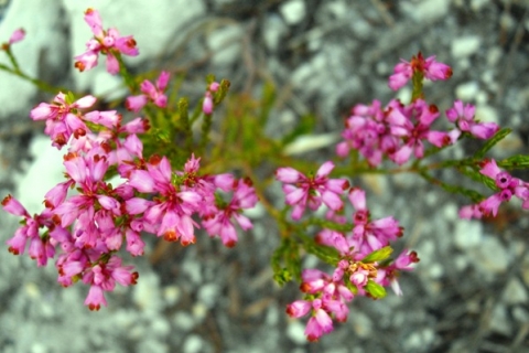 Erica coriifolia