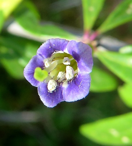 Lycium oxycarpum flower front