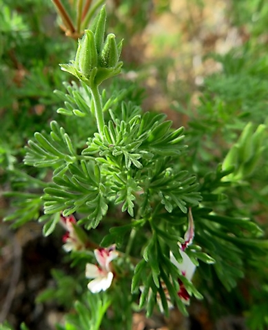 Pelargonium abrotanifolium leaves