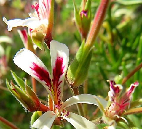 Pelargonium abrotanifolium in the throes of blooming