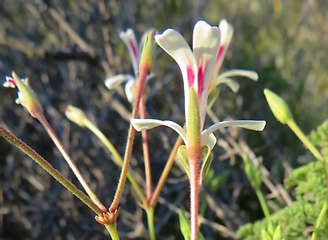 Pelargonium abrotanifolium flower from behind