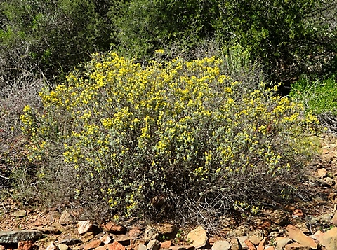Pteronia incana mature shrub