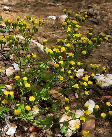 Cineraria platycarpa flowerheads
