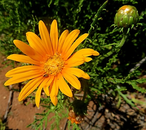 Arctotis revoluta orange flowerheads
