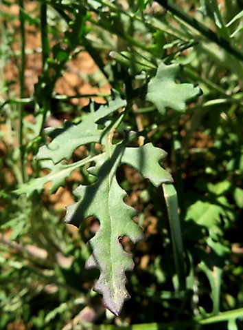 Bolandia pinnatifida leaf upper part