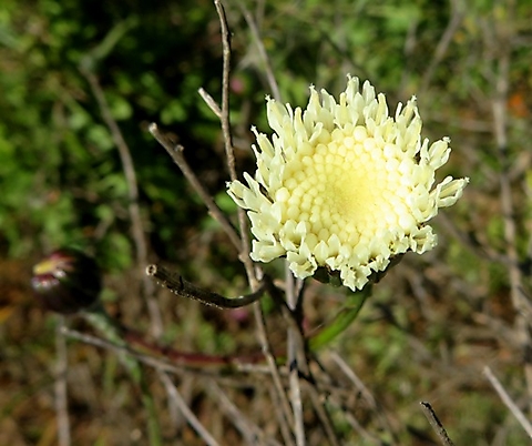 Bolandia pinnatifida first florets