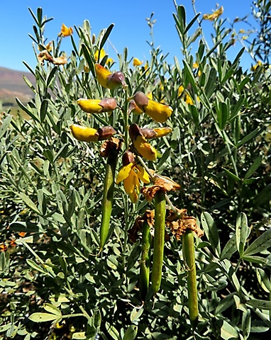 Calobota cytisoides flowers and fruits