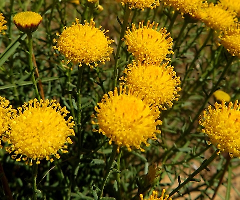 Chrysocoma ciliata flowerheads or capitula