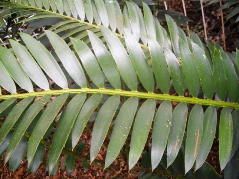 Encephalartos altensteinii leaf