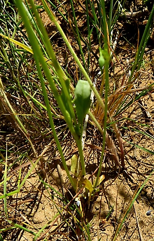 Diascia whiteheadii plant base