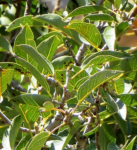 Ficus cordata subsp. cordata leaves against sunlight