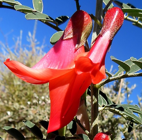 Lessertia frutescens flowers