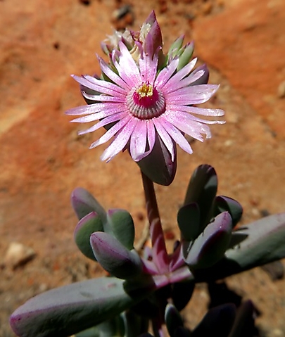 Oscularia cedarbergensis flower