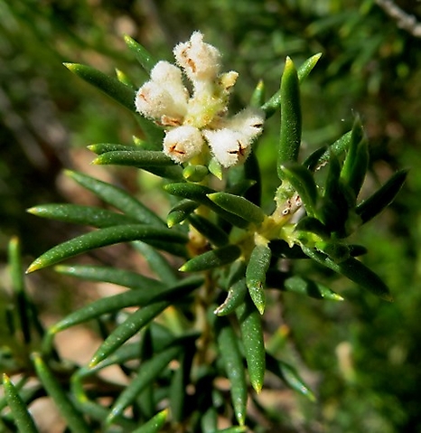 Phylica rigidifolia old flowers