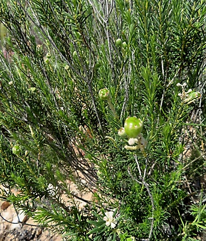 Phylica rigidifolia erect stems