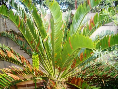 Encephalartos longifolius