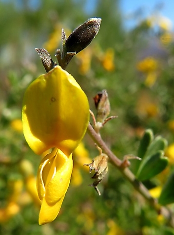 Wiborgiella leipoldtiana bright flower, dark bud