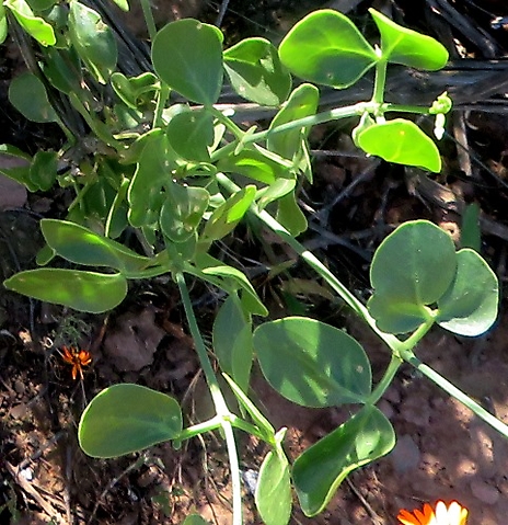 Zygophyllum foetidum young stems