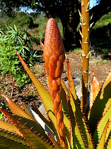 Aloe lineata var. muirii early inflorescence, bracts only