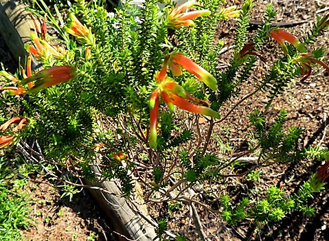 Erica unicolor subsp. mutica
