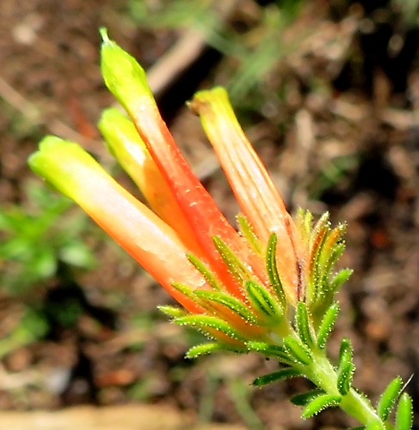Erica unicolor subsp. mutica open flowers