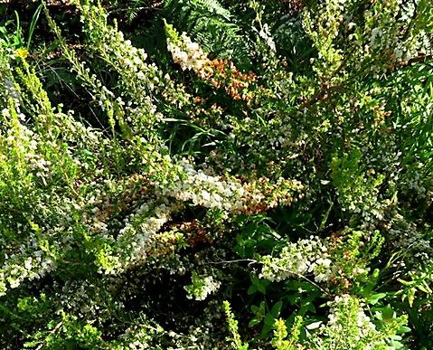 Erica glomiflora var. glomiflora